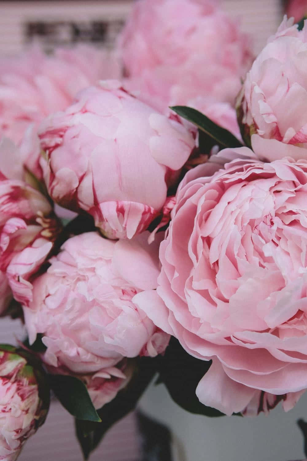 peony, pink peonies, vase, HD Phone Wallpaper