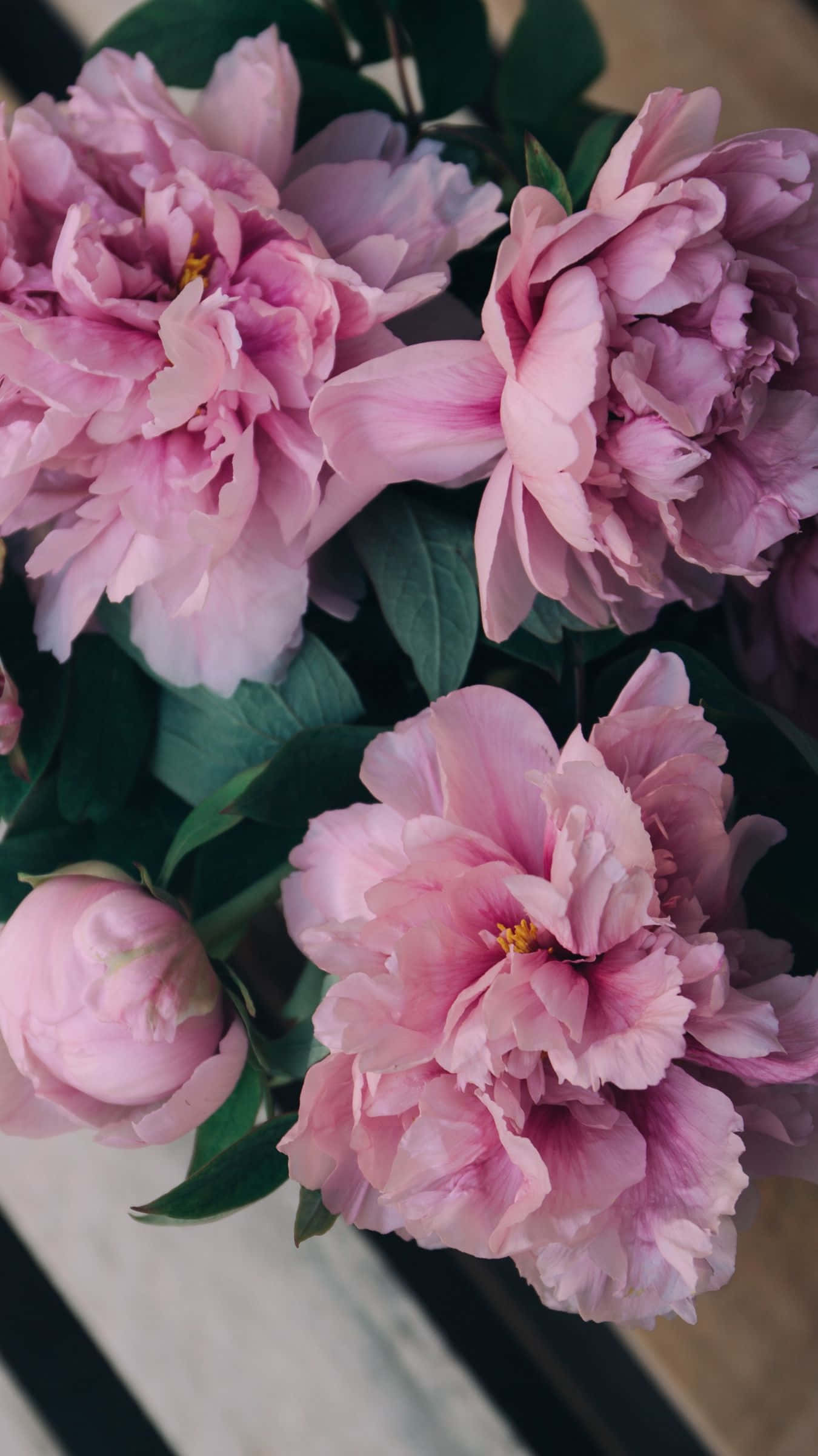Peony iPhone, soft pink peonies, lush green leaves, Full HD Phone Wallpaper