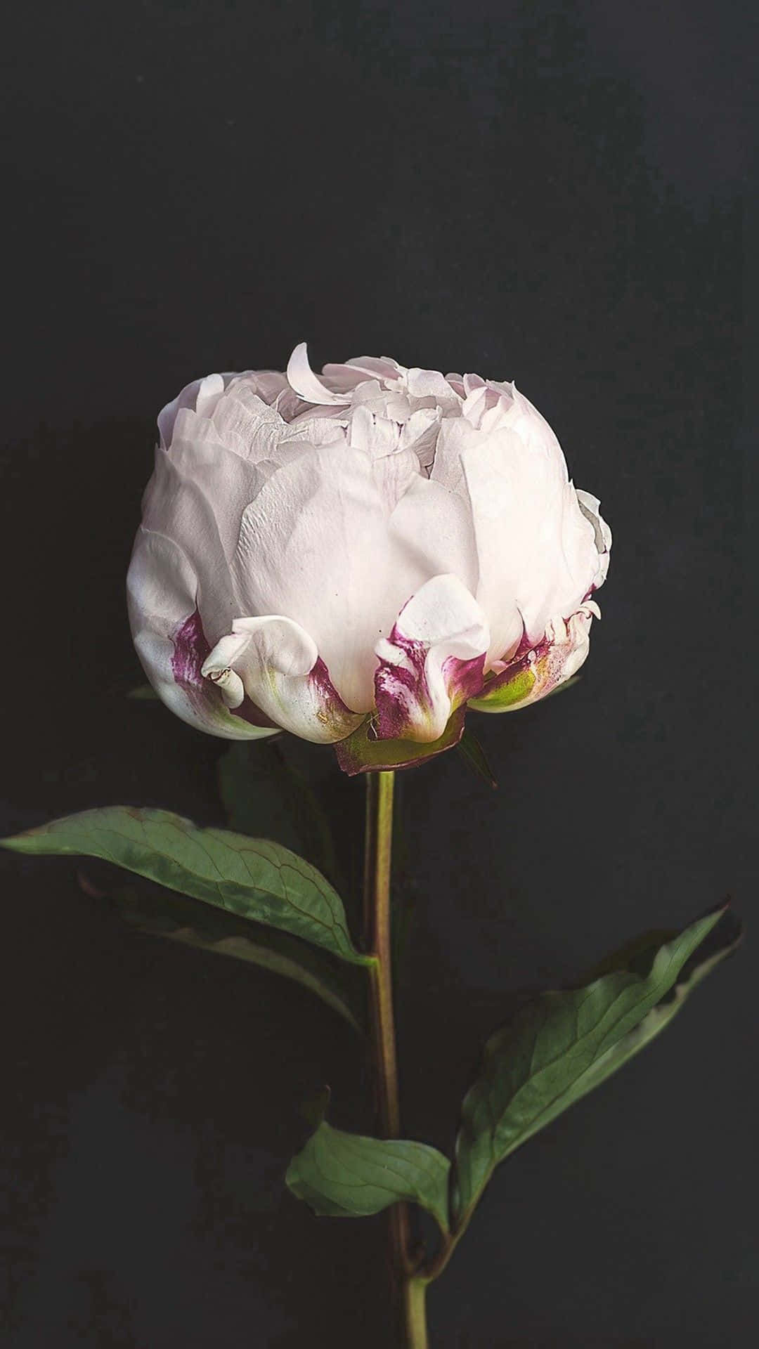 Peony iPhone, white peony, subtle purple accents, Full HD Phone Wallpaper