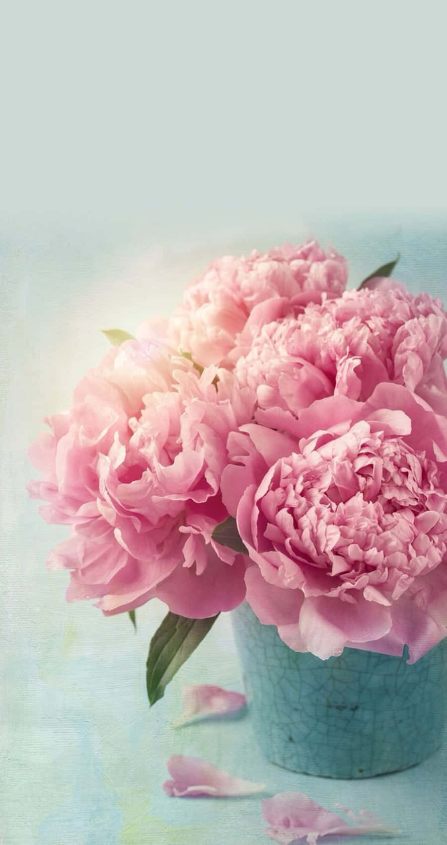 peony iPhone, pink peonies, blue vase, HD Phone Wallpaper