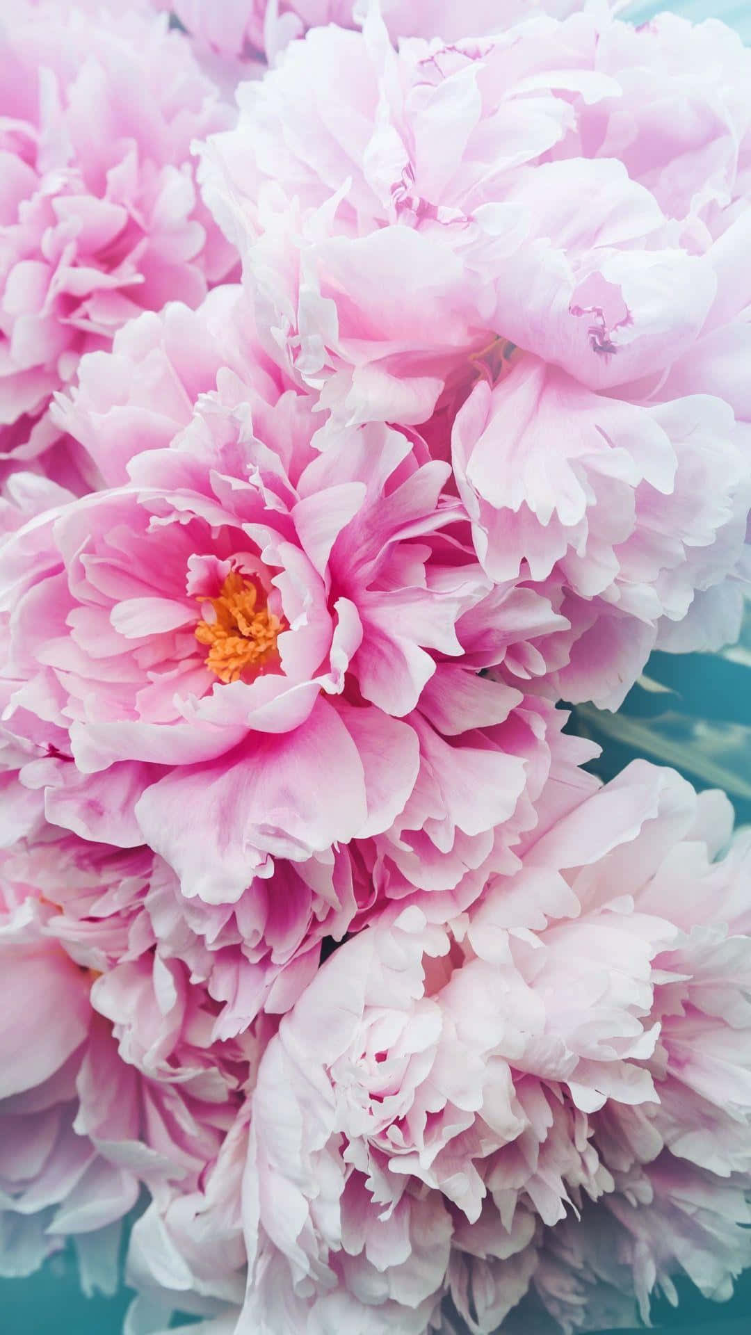 Peony iPhone, pink peonies, delicate layered petals, Full HD Phone Wallpaper