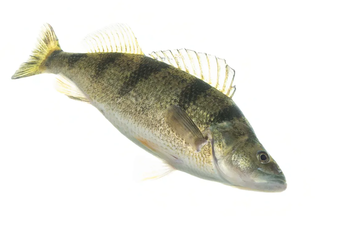 Perch