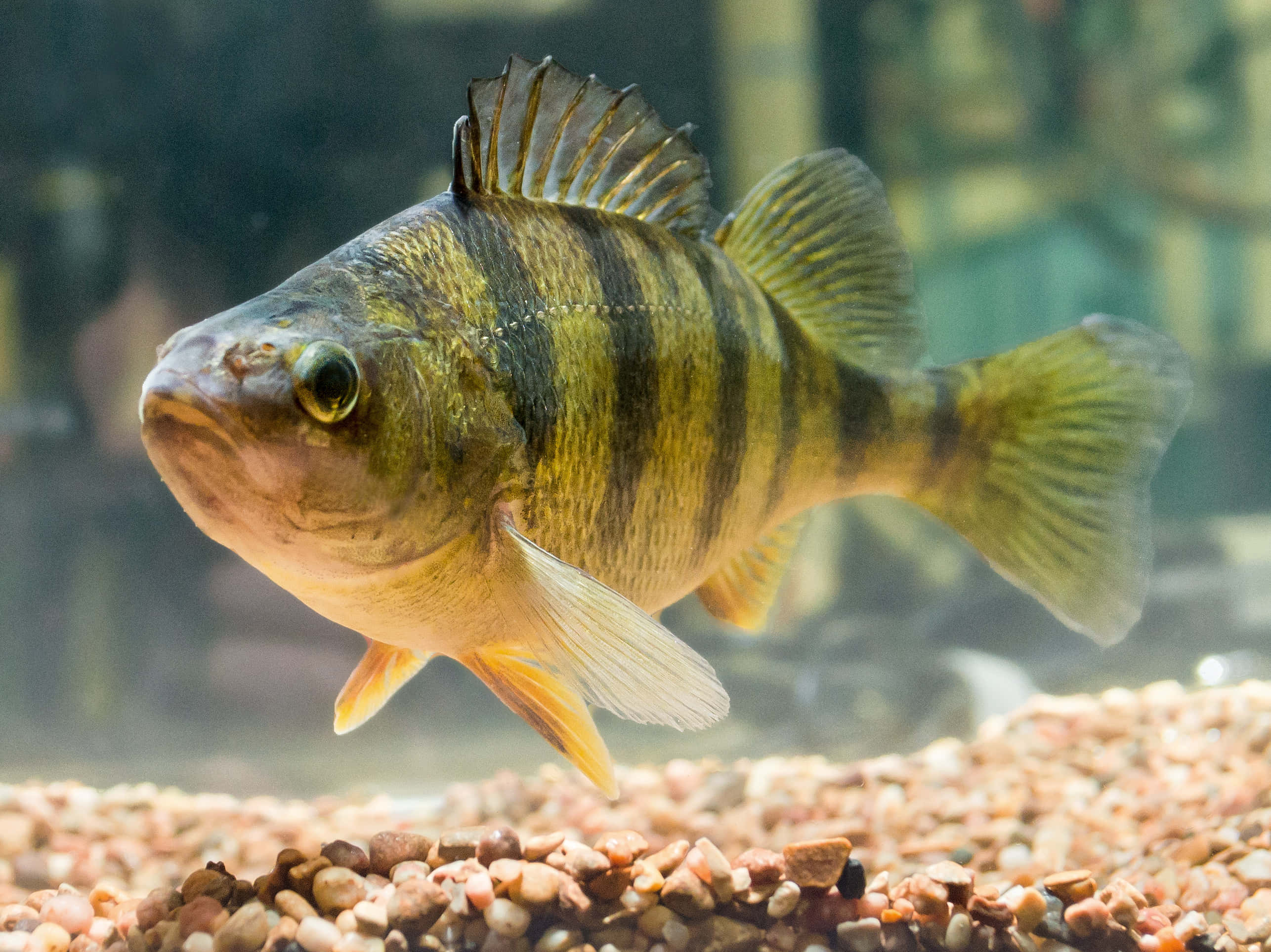 Perch, aquarium, yellow and black striped, 2K Desktop Wallpaper