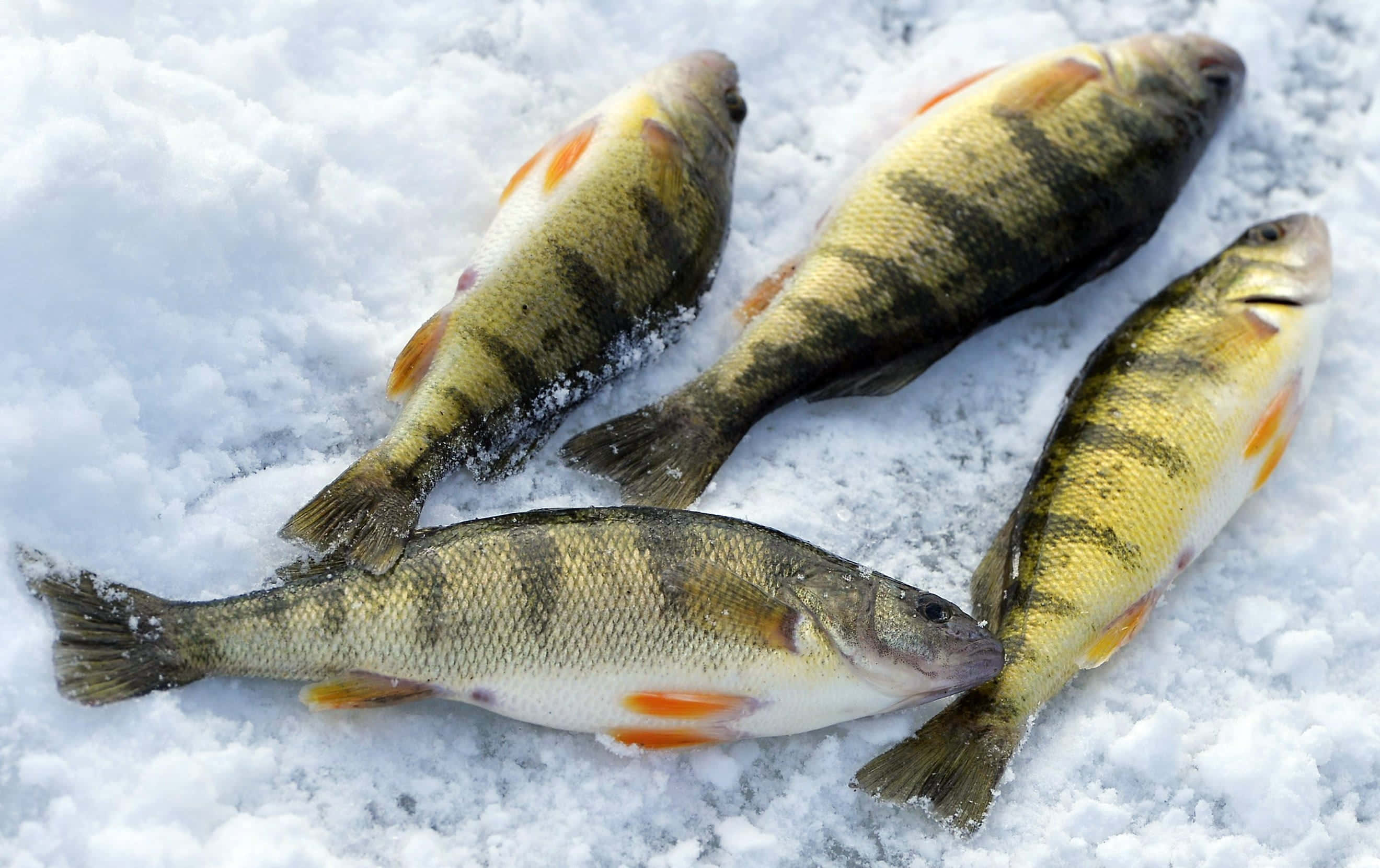 yellow perch, orange fins, bed of snow, 2K Desktop Wallpaper
