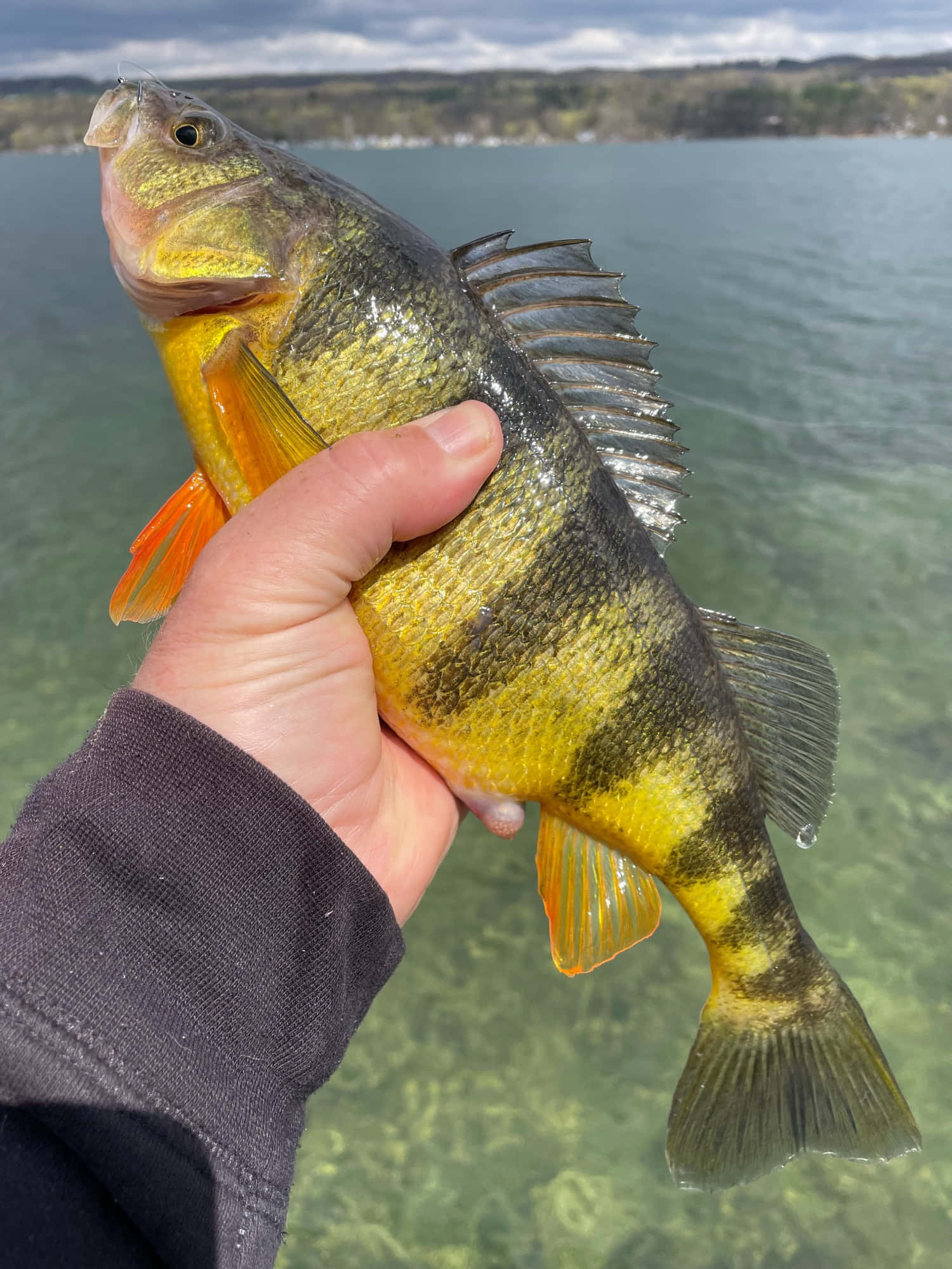 yellow perch, orange fins, clear water, Full HD Phone Wallpaper