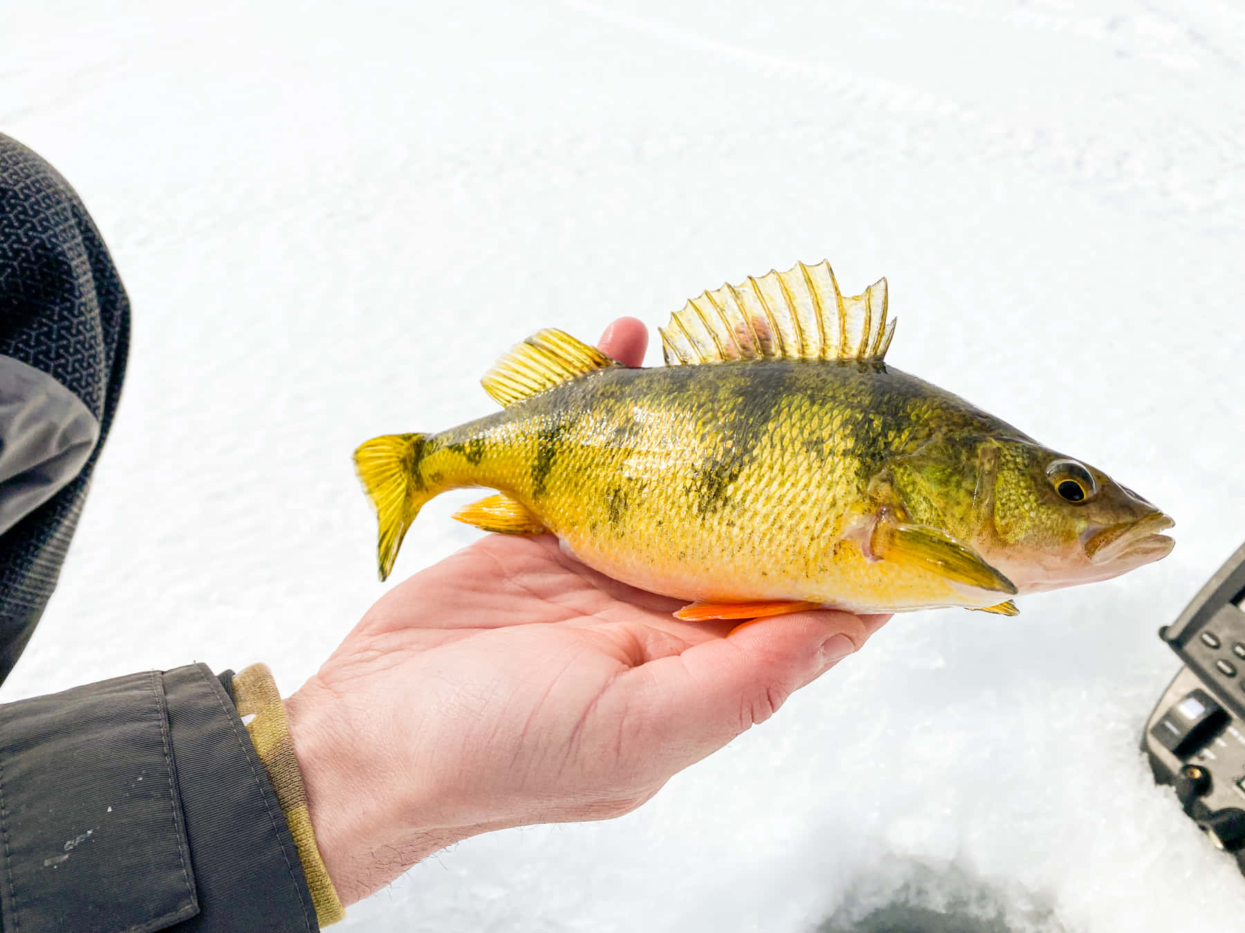 yellow perch, ice fishing, snowy winter day, HD Desktop Wallpaper
