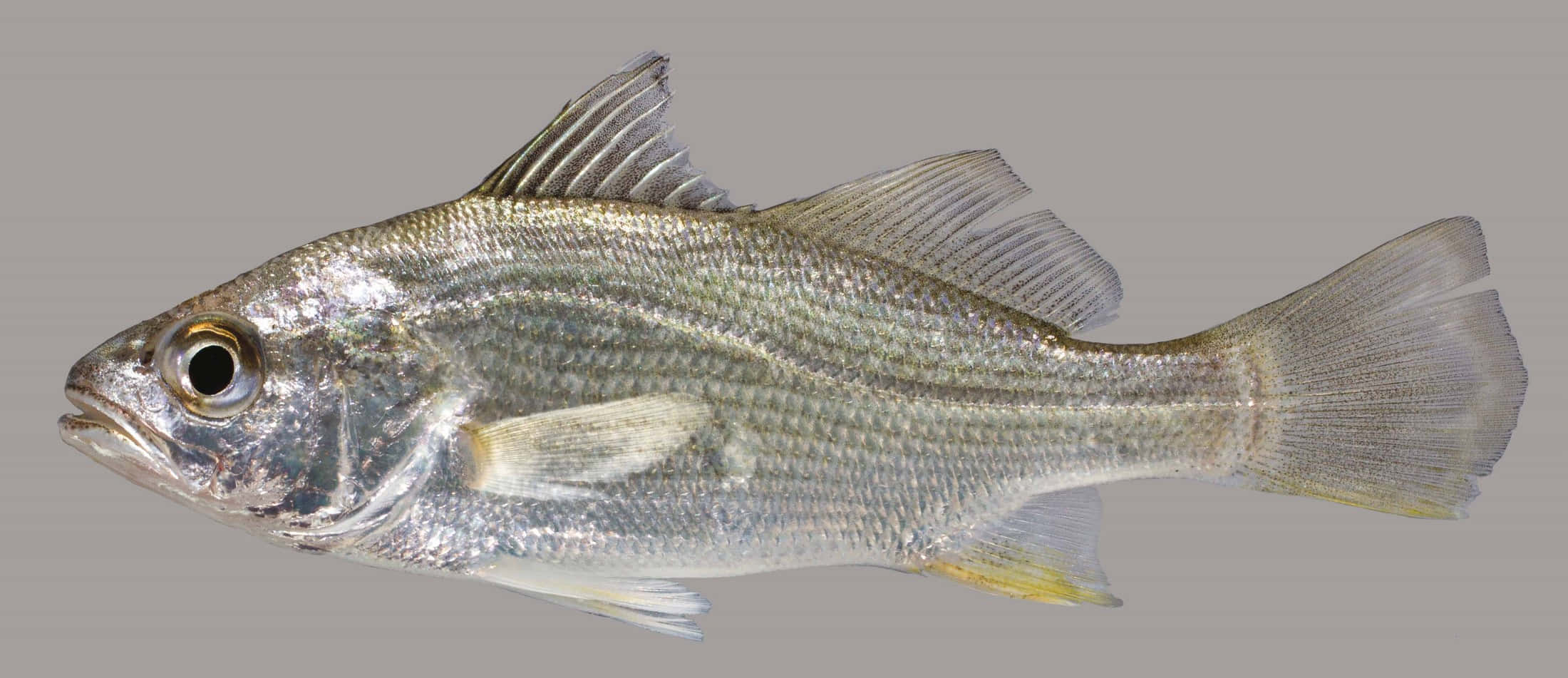 silver perch, striped scales, translucent fins, Full HD Desktop Wallpaper