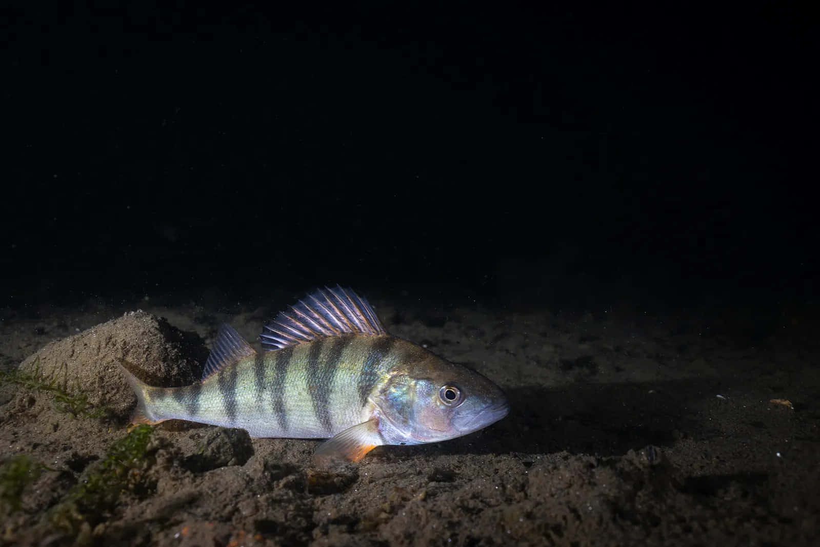 Perch, sandy riverbed, dark water, HD Desktop Wallpaper