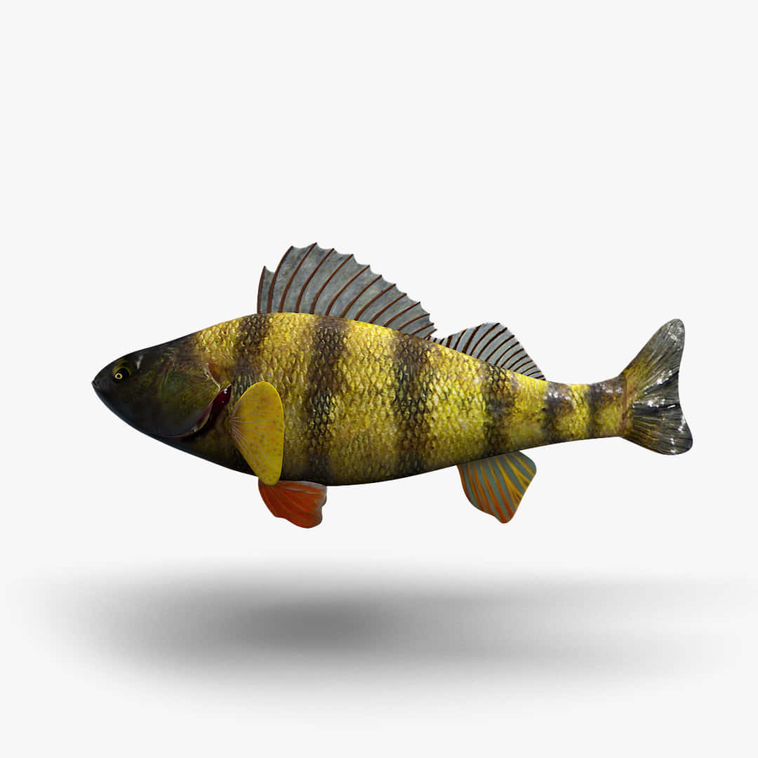 yellow perch, black stripes, orange fins, SD Desktop Wallpaper