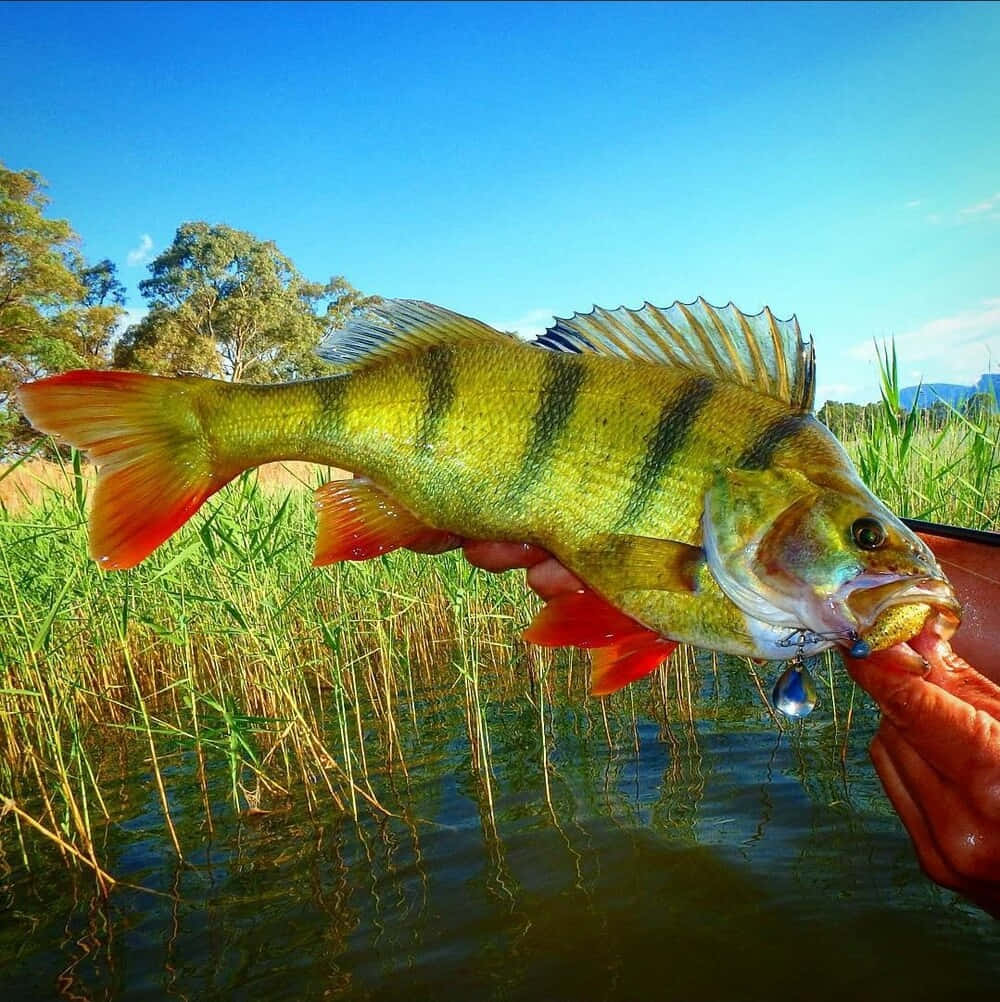 vibrant yellow perch, red fins, reed-filled pond, SD Phone Wallpaper