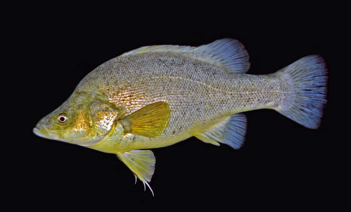 Yellow Perch, golden-yellow, textured scales, SD Desktop Wallpaper