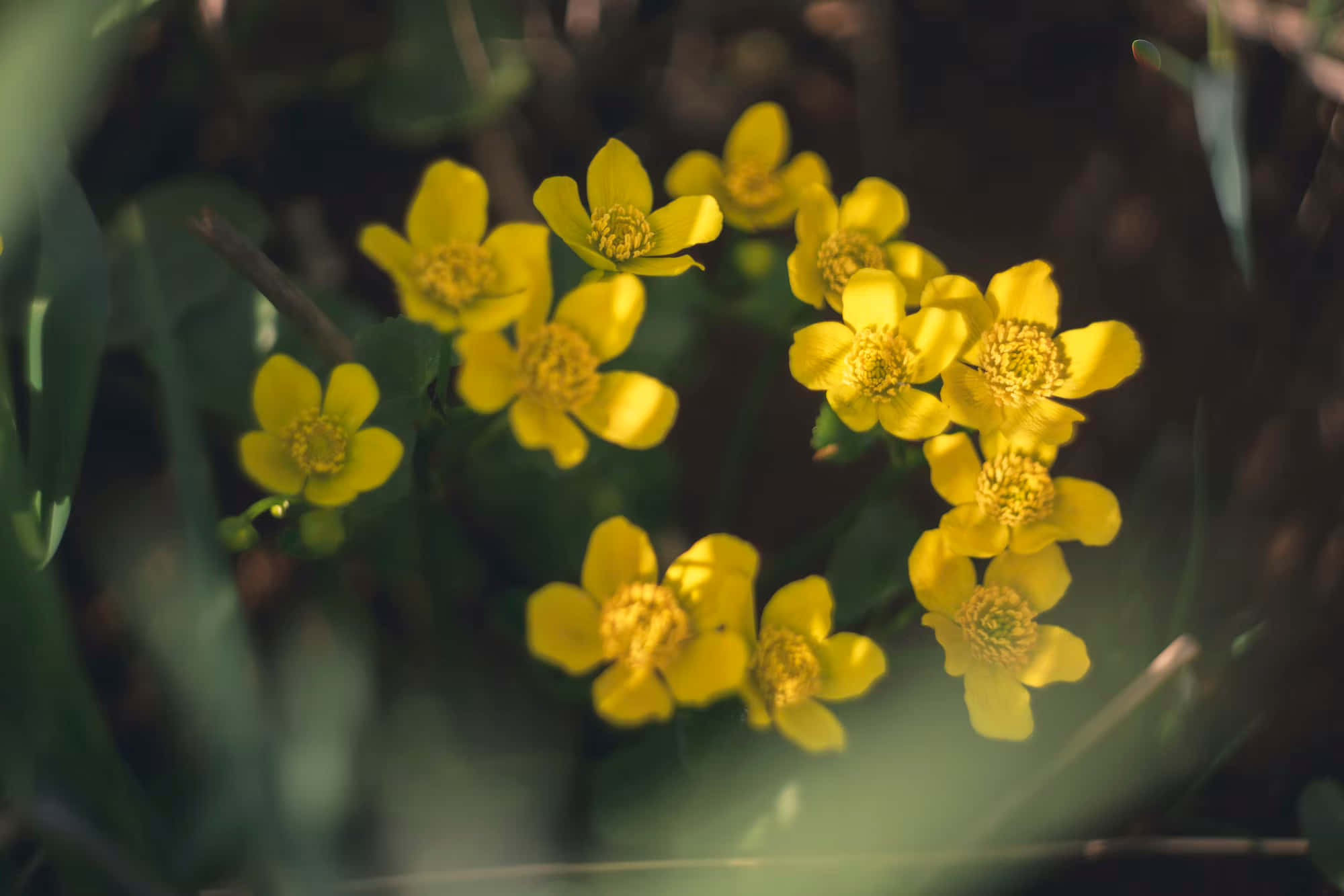 Perennial Flowers, dark filter, bright yellow flowers, Full HD Desktop Wallpaper