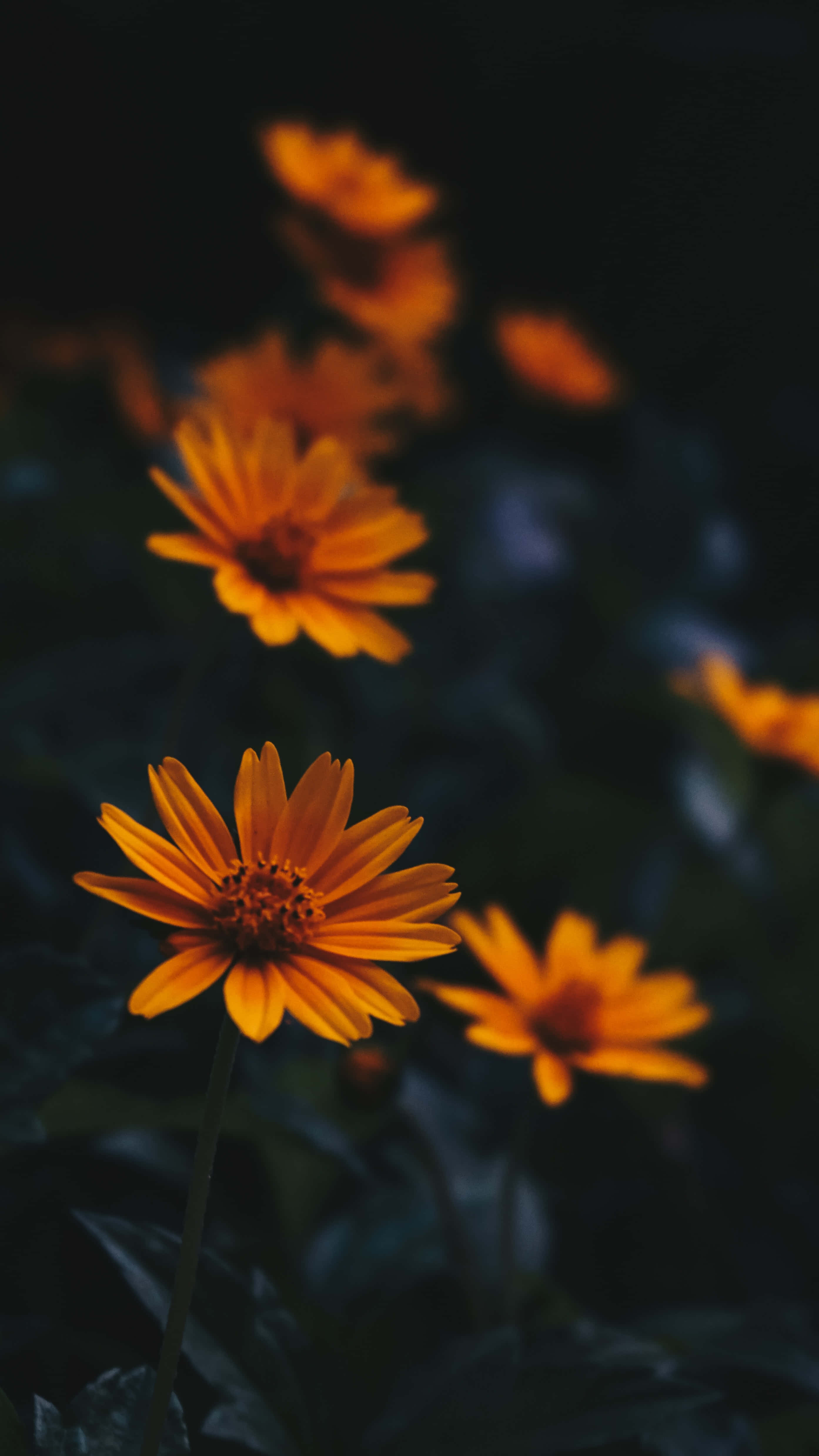 Perennial Flowers, orange, dark blurred background, 4K Phone Wallpaper