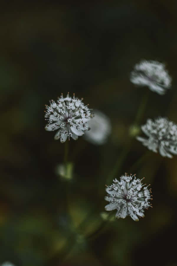 Perennial Flowers, white spherical flowers, fine stamens, SD Phone Wallpaper