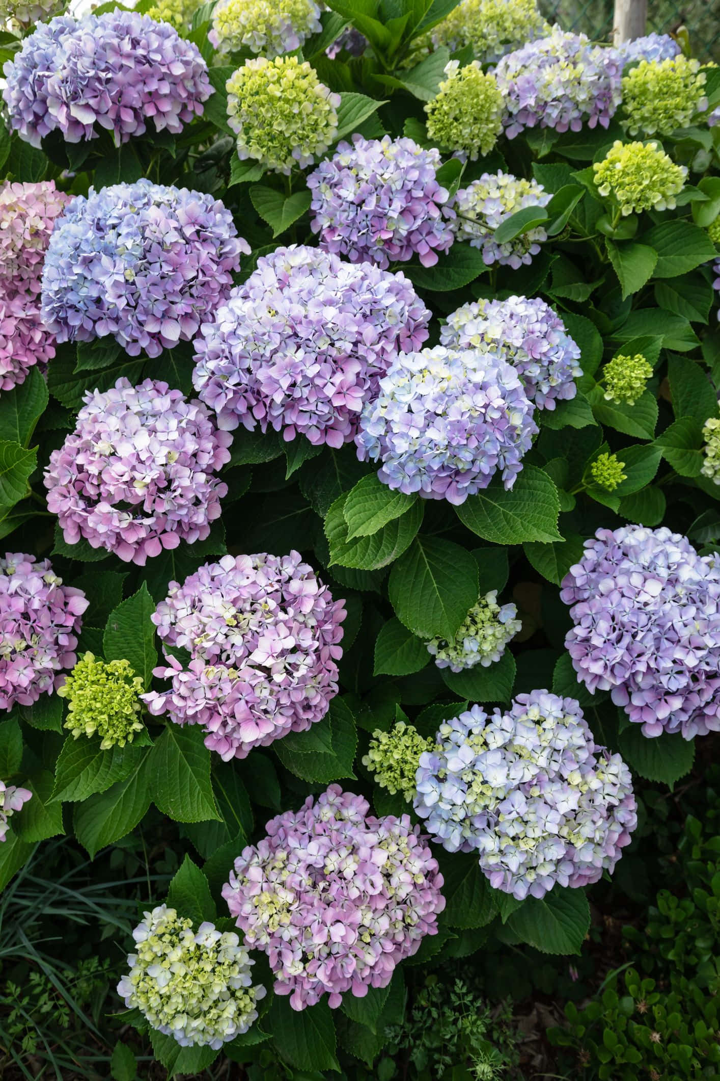 hydrangea, lavender pink, green, Full HD Phone Wallpaper