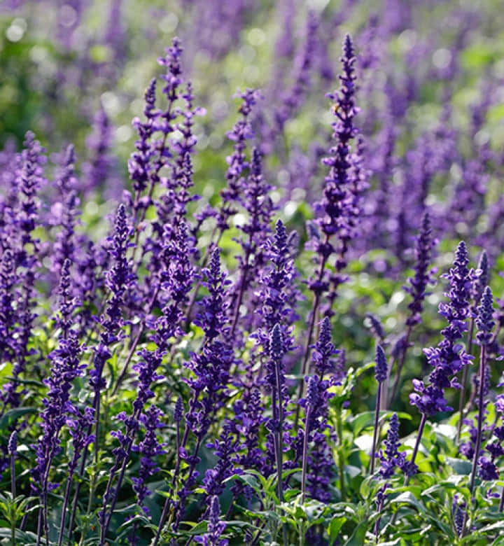 Perennial, lavender flowers, vibrant purple flowers, SD Phone Wallpaper