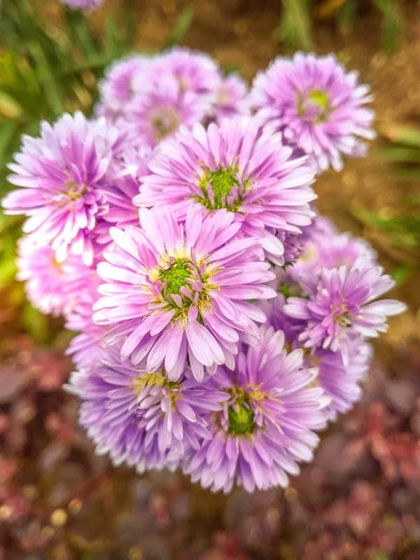 Perennial, purple daisies, green centers, SD Phone Wallpaper