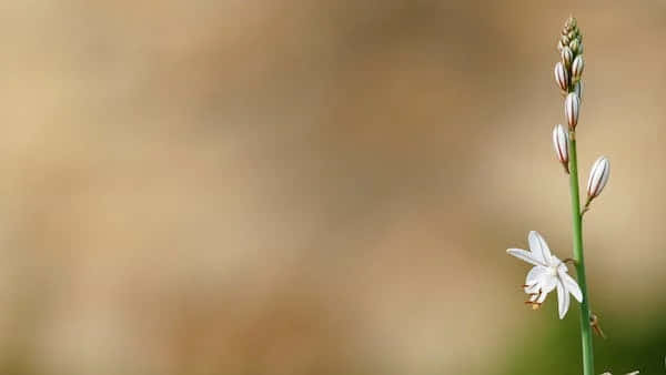 Perennial, white flower, slender stem, SD Desktop Wallpaper