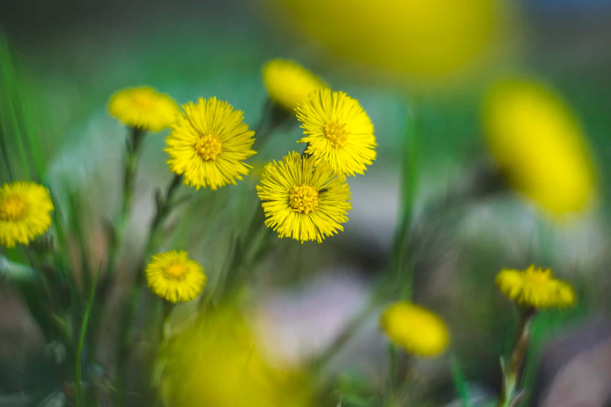 yellow dandelion flowers, soft focus, blurred green meadow background, Full HD Desktop Wallpaper