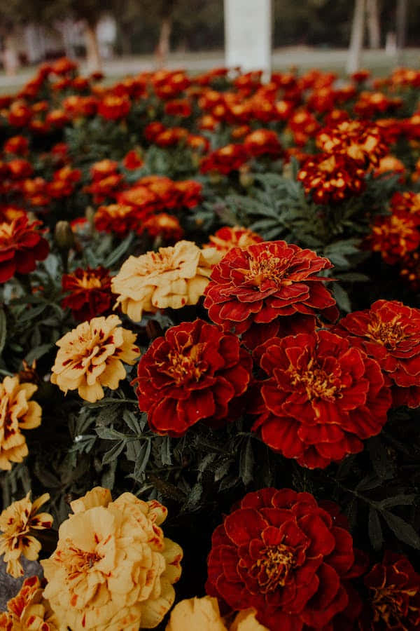 marigolds, red, yellow, SD Phone Wallpaper