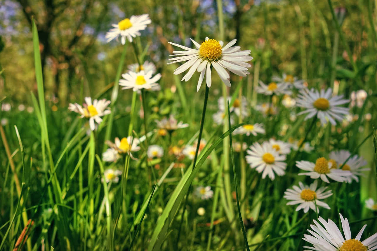 daisies, lush green meadow, sunlit, HD Desktop Wallpaper