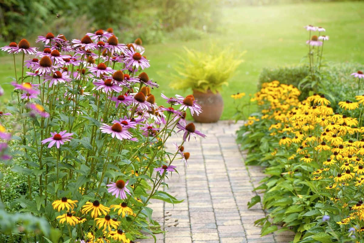 Perennial Blooms Along The Path, purple coneflowers, yellow black-eyed susans, SD Desktop Wallpaper