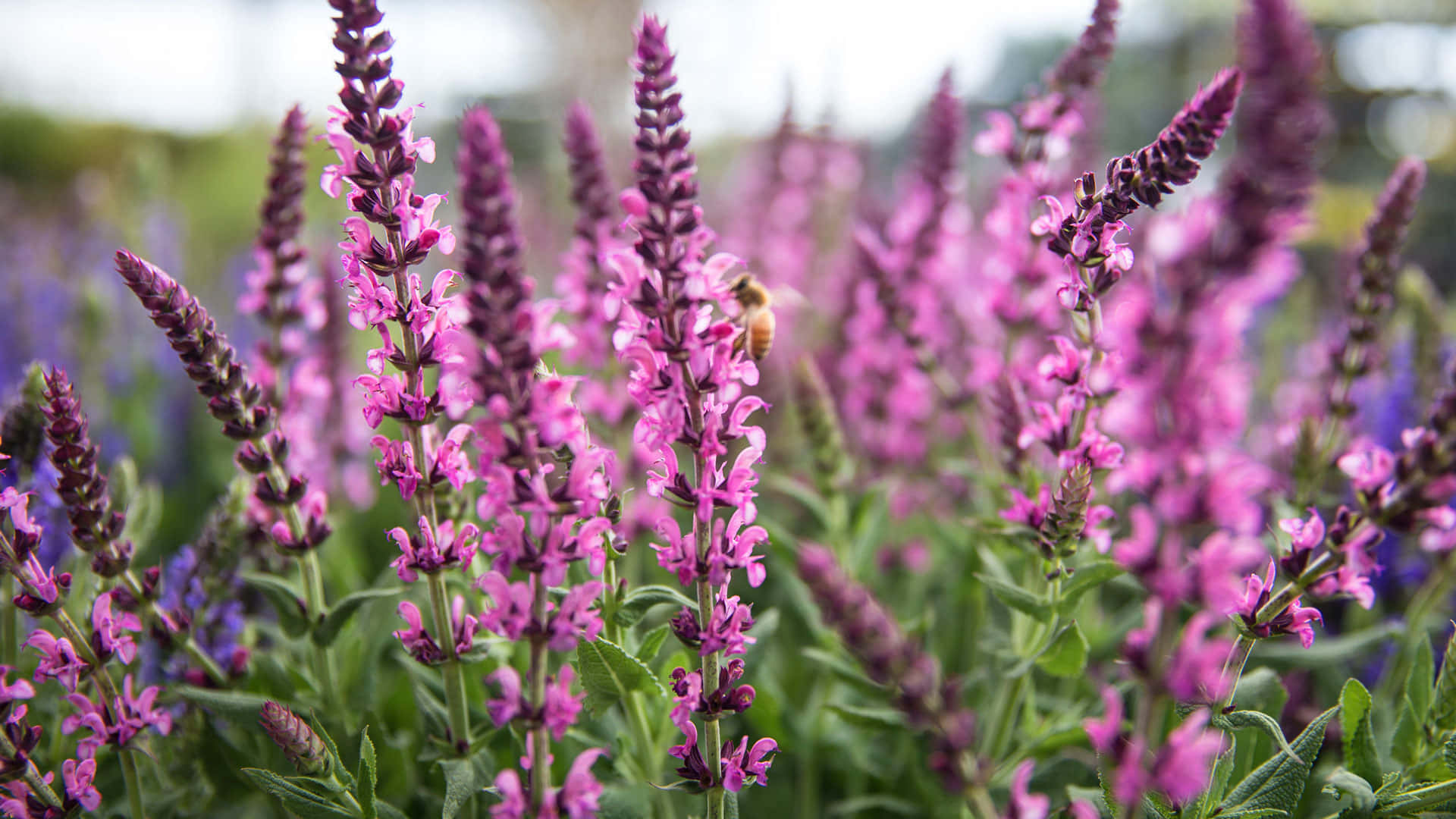 perennial lavender blooms, bee, tall spiky purple flowers, Full HD Desktop Wallpaper