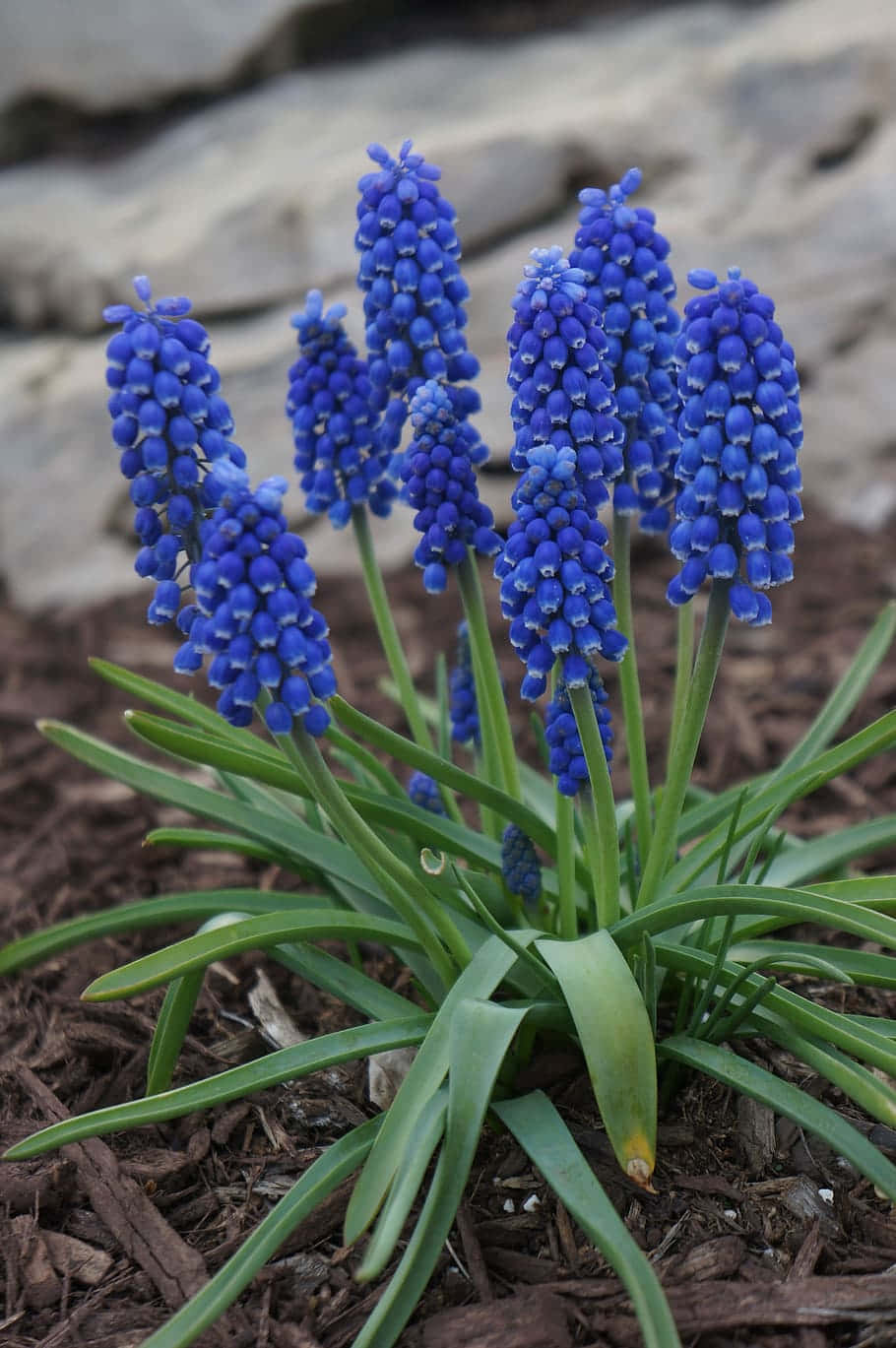grape hyacinth, blue, green stems, HD Phone Wallpaper