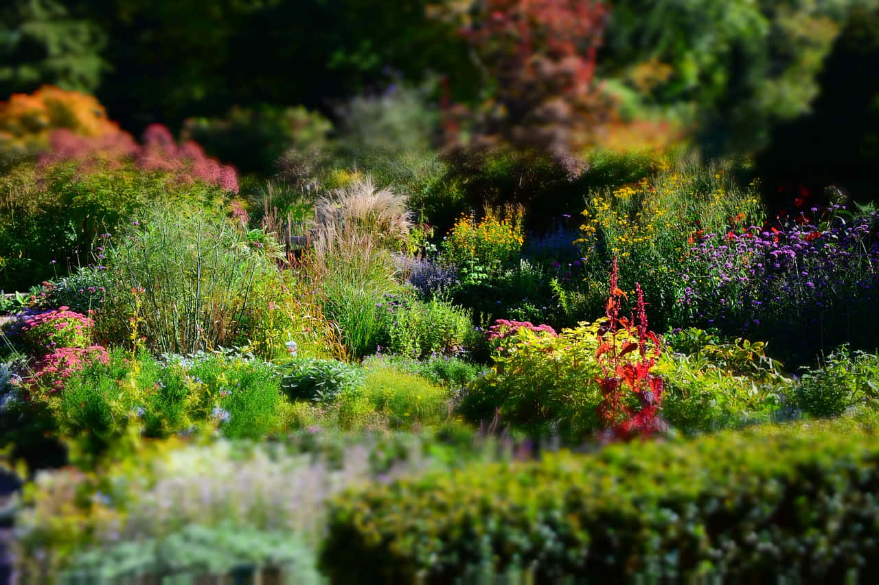 Perennial Flowers, garden, bright sunlight, HD Desktop Wallpaper