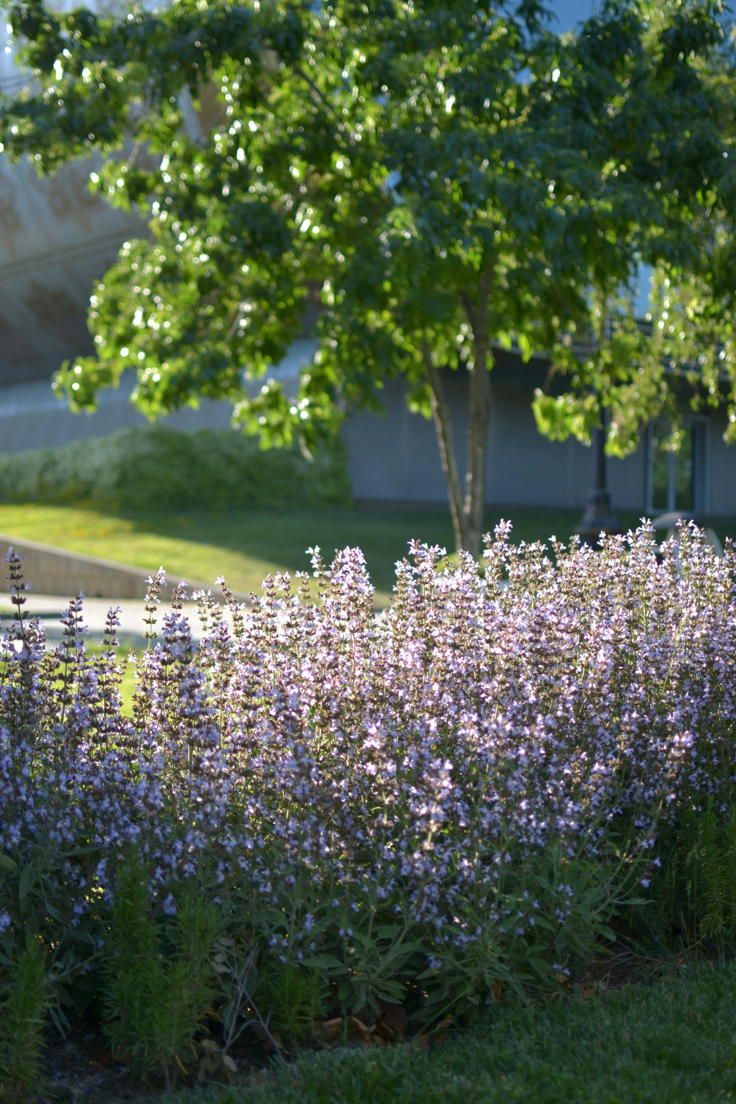 purple sage flowers, lush green tree, bright sunlight, 4K Phone Wallpaper