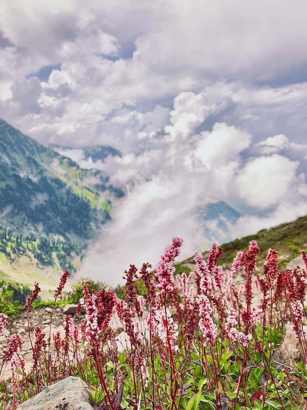 Perennial Blooms, sunny day, pink wildflowers, SD Phone Wallpaper
