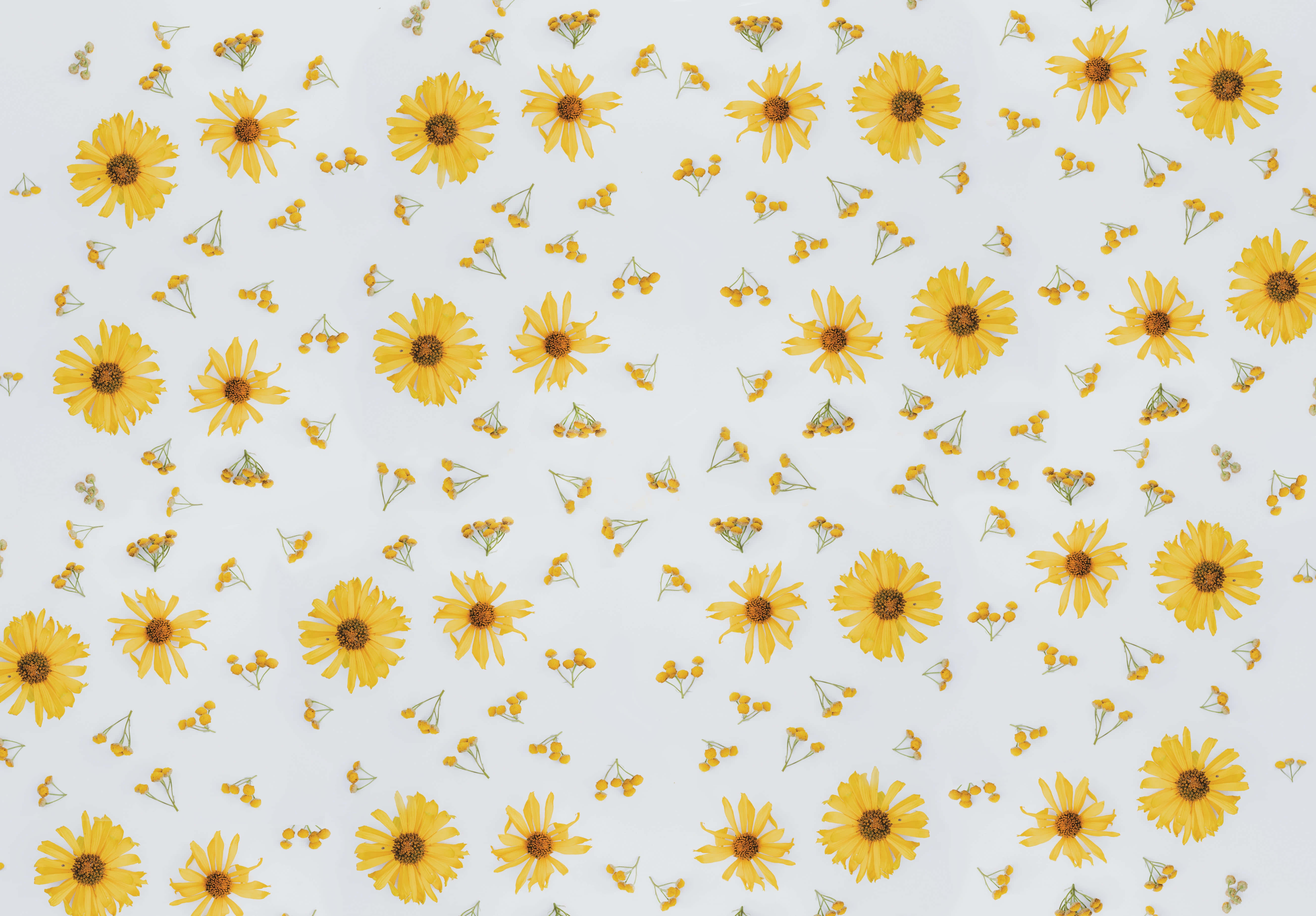 Perennial, yellow daisies, tiny buds, 5K Desktop Wallpaper