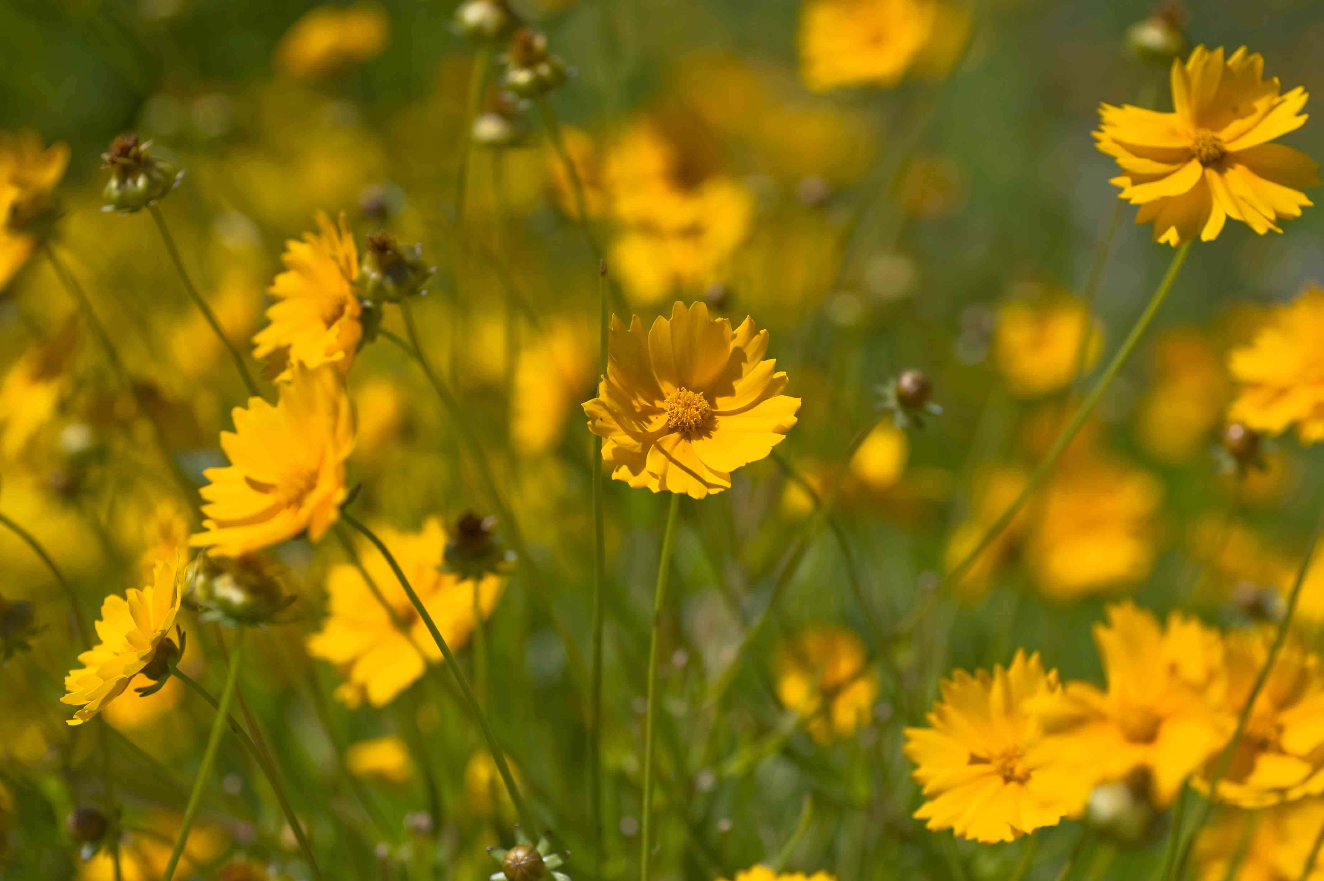yellow coreopsis flowers, sunlit meadow, soft green stems, 4K Desktop Wallpaper