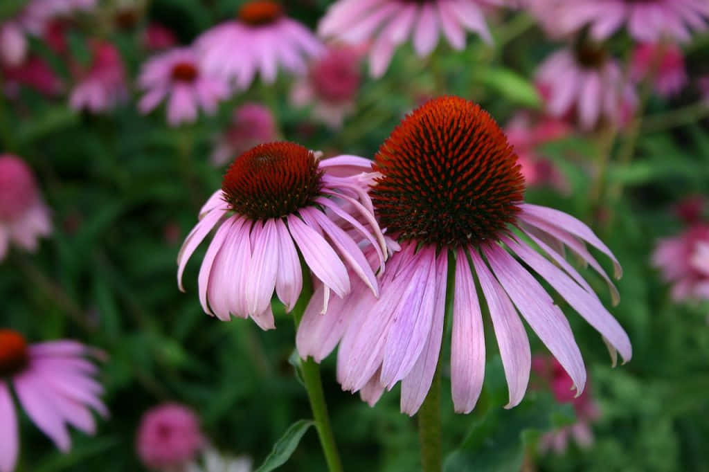 Perennial, pink coneflowers, spiky orange centers, SD Desktop Wallpaper