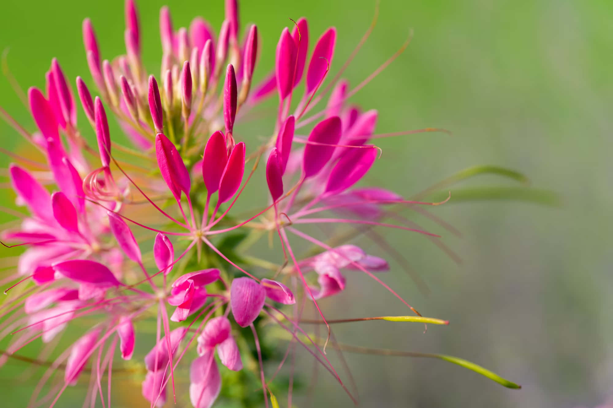 pink perennial flowers, spider flower, delicate petals, Full HD Desktop Wallpaper