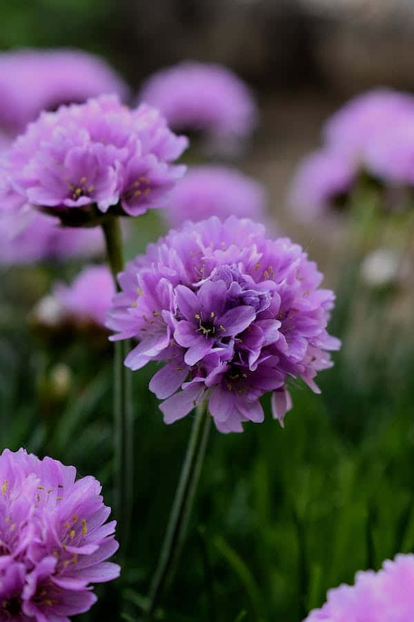 lavender perennial flowers, soft purple sea thrift flowers, blurred green garden backdrop, SD Phone Wallpaper