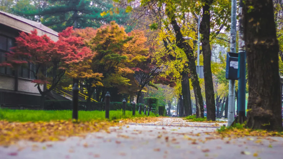 Perfect Fall