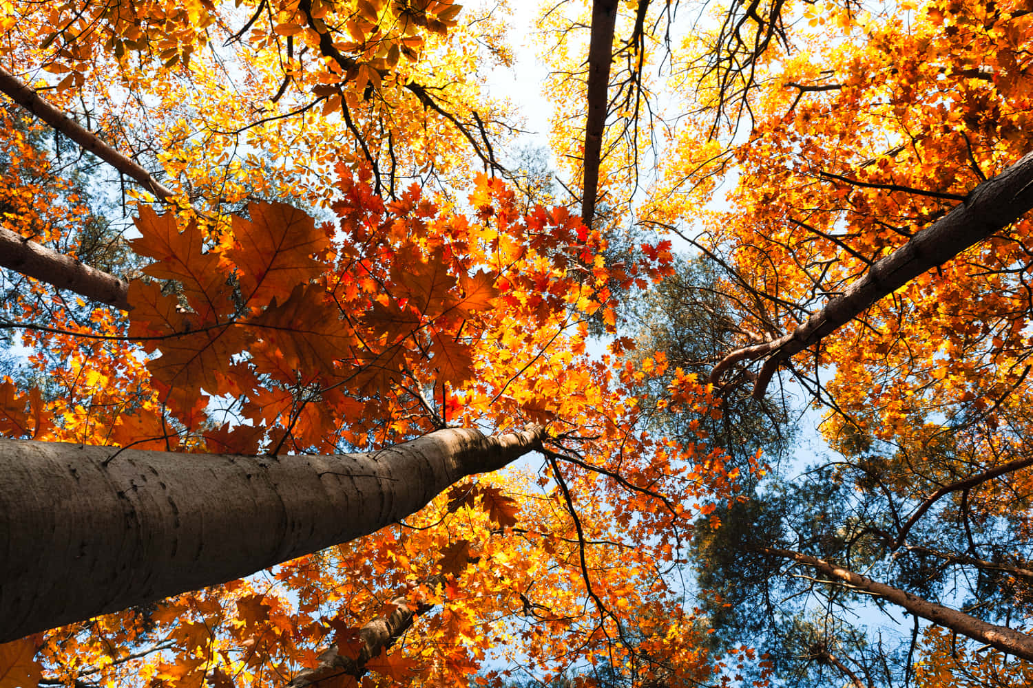 autumn forest canopy, golden orange leaves, clear blue sky, HD Desktop Wallpaper
