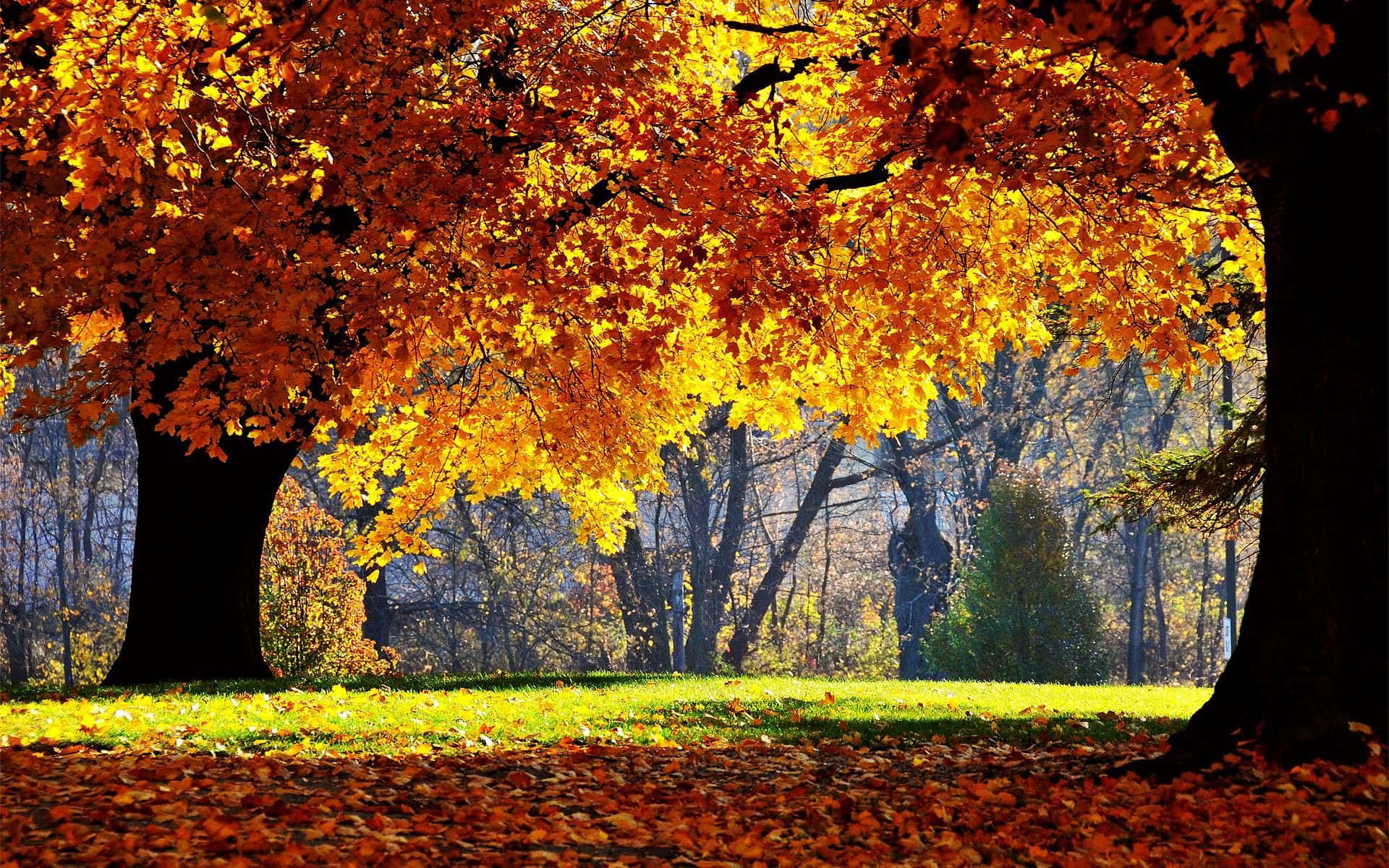 perfect fall, golden autumn leaves, sunlit park path, Full HD Desktop Wallpaper
