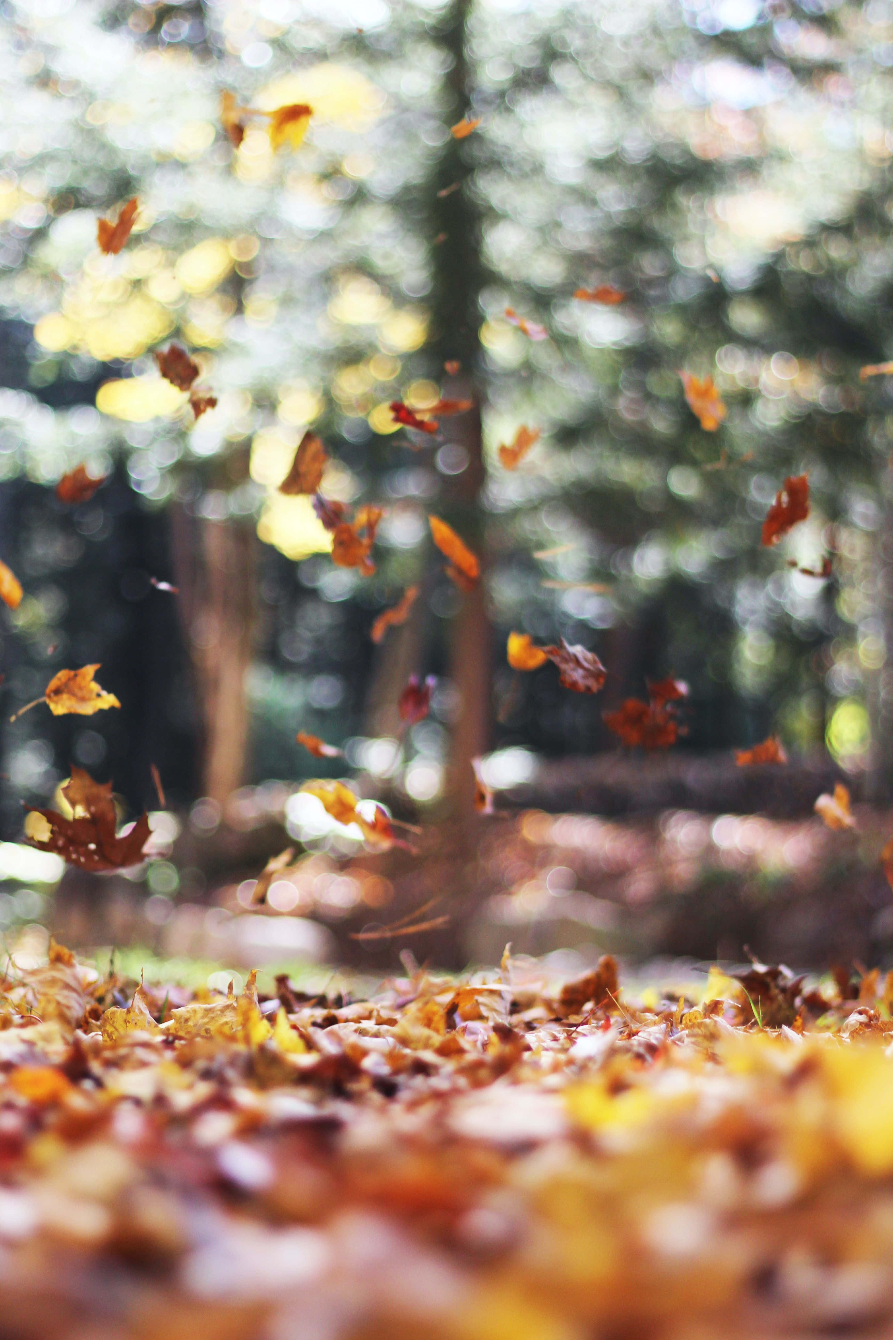 perfect fall, autumn leaves, sunlit forest, 5K Phone Wallpaper