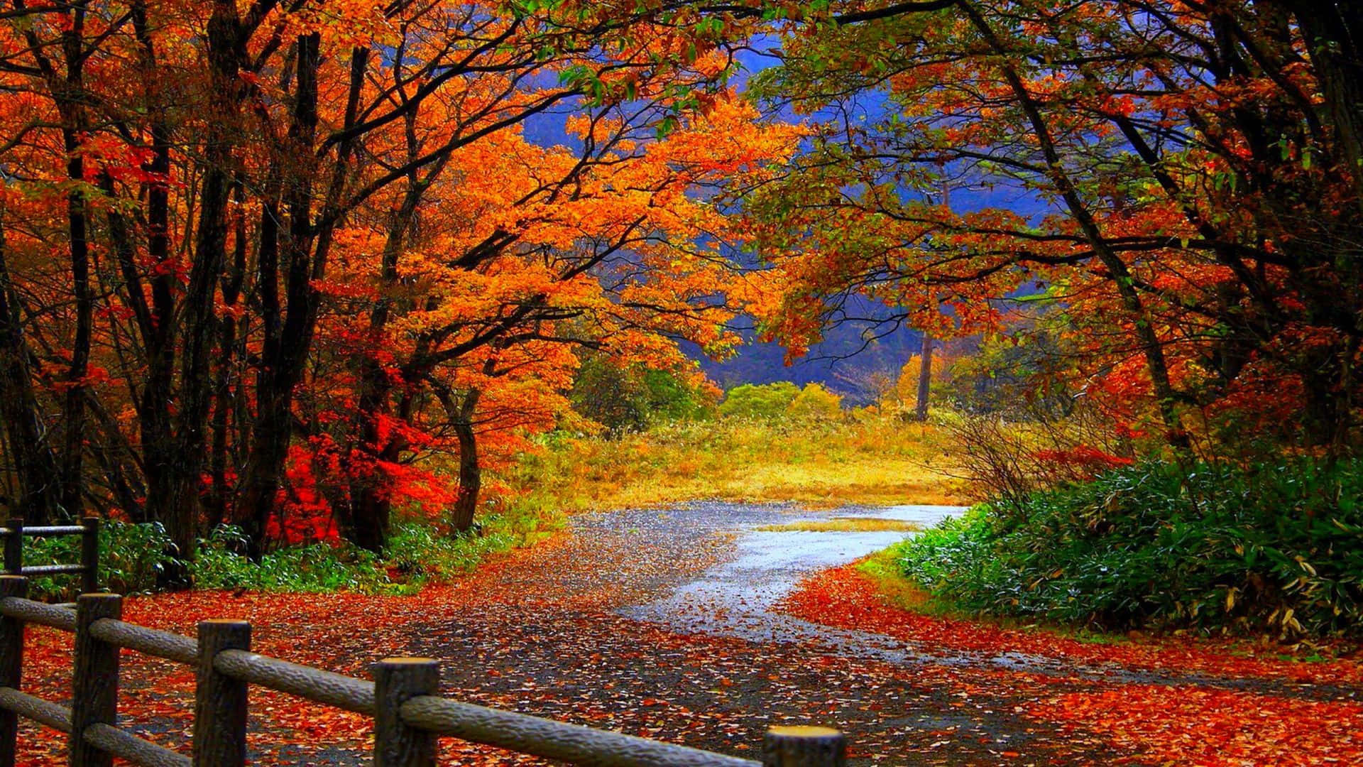 red and orange autumn leaves, vibrant forest, deep blue sky, Full HD Desktop Wallpaper
