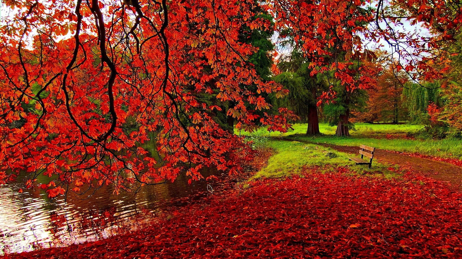 perfect fall, vibrant red autumn leaves, calm pond, Full HD Desktop Wallpaper