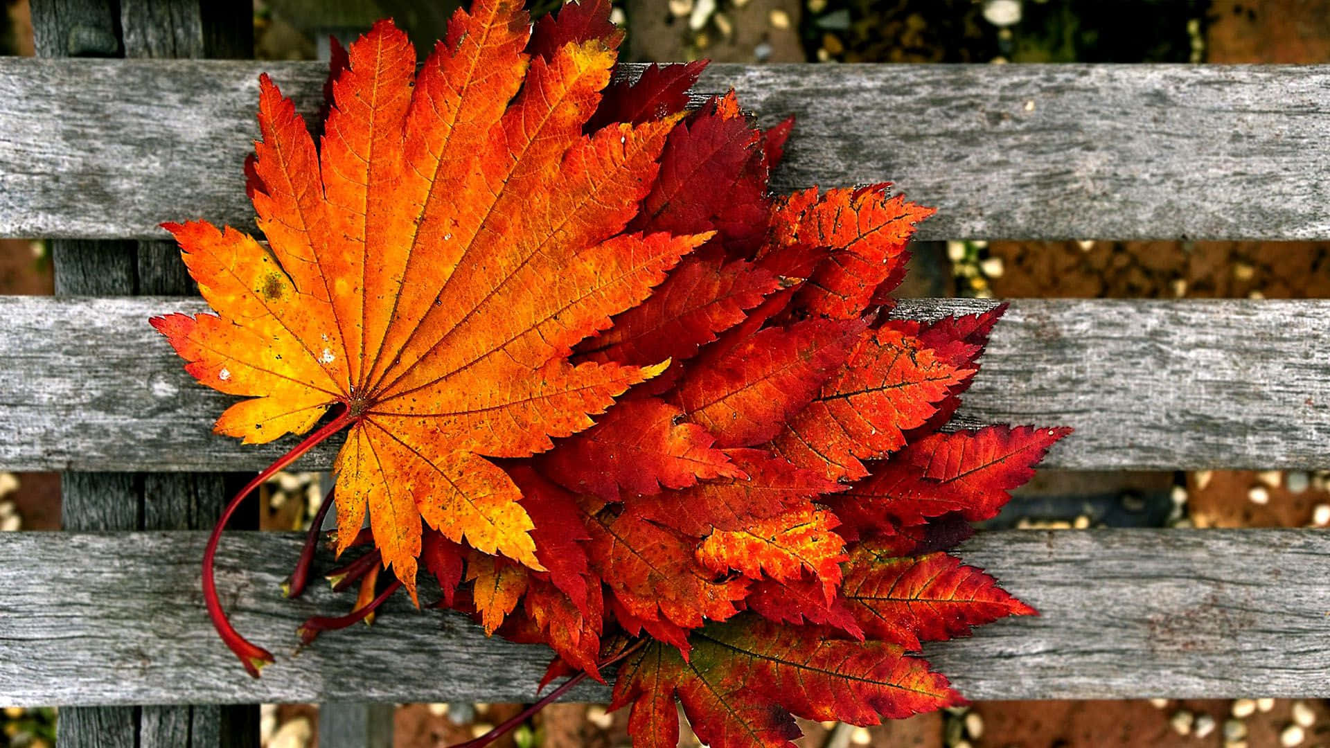Perfect Fall, orange maple leaves, red maple leaves, Full HD Desktop Wallpaper