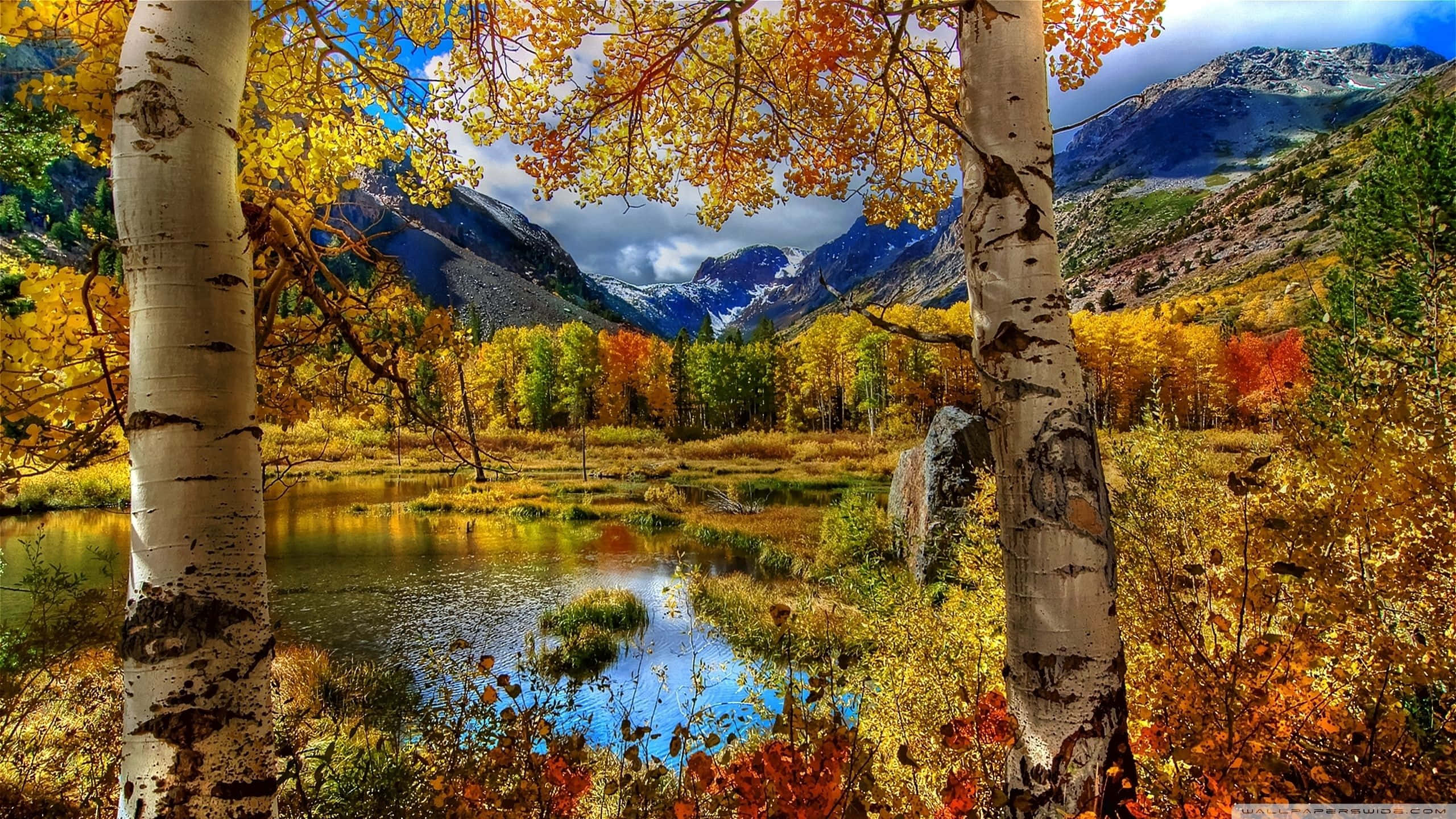 golden aspen trees, serene mountain lake, blue skies, 2K Desktop Wallpaper