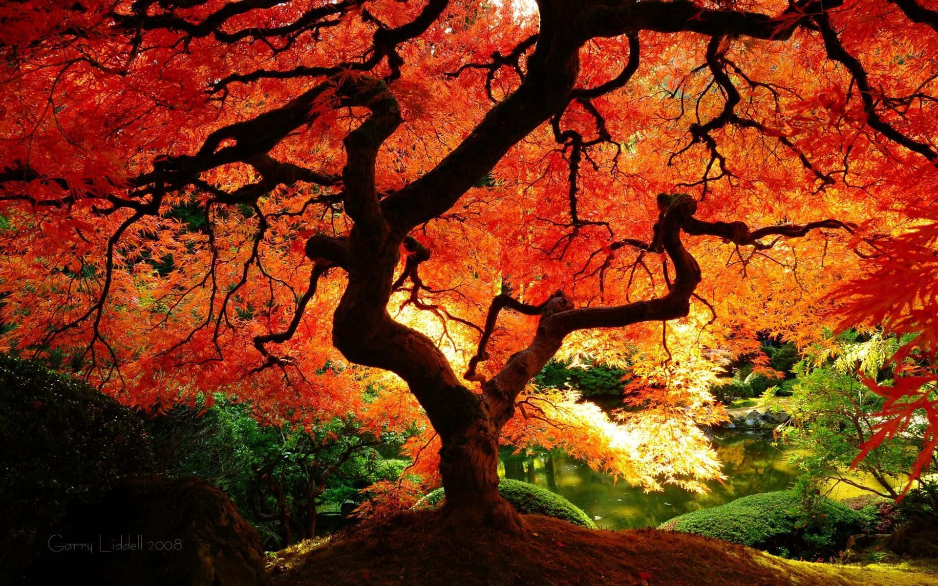 autumn maple tree, fiery red leaves, glowing sunset, Full HD Desktop Wallpaper