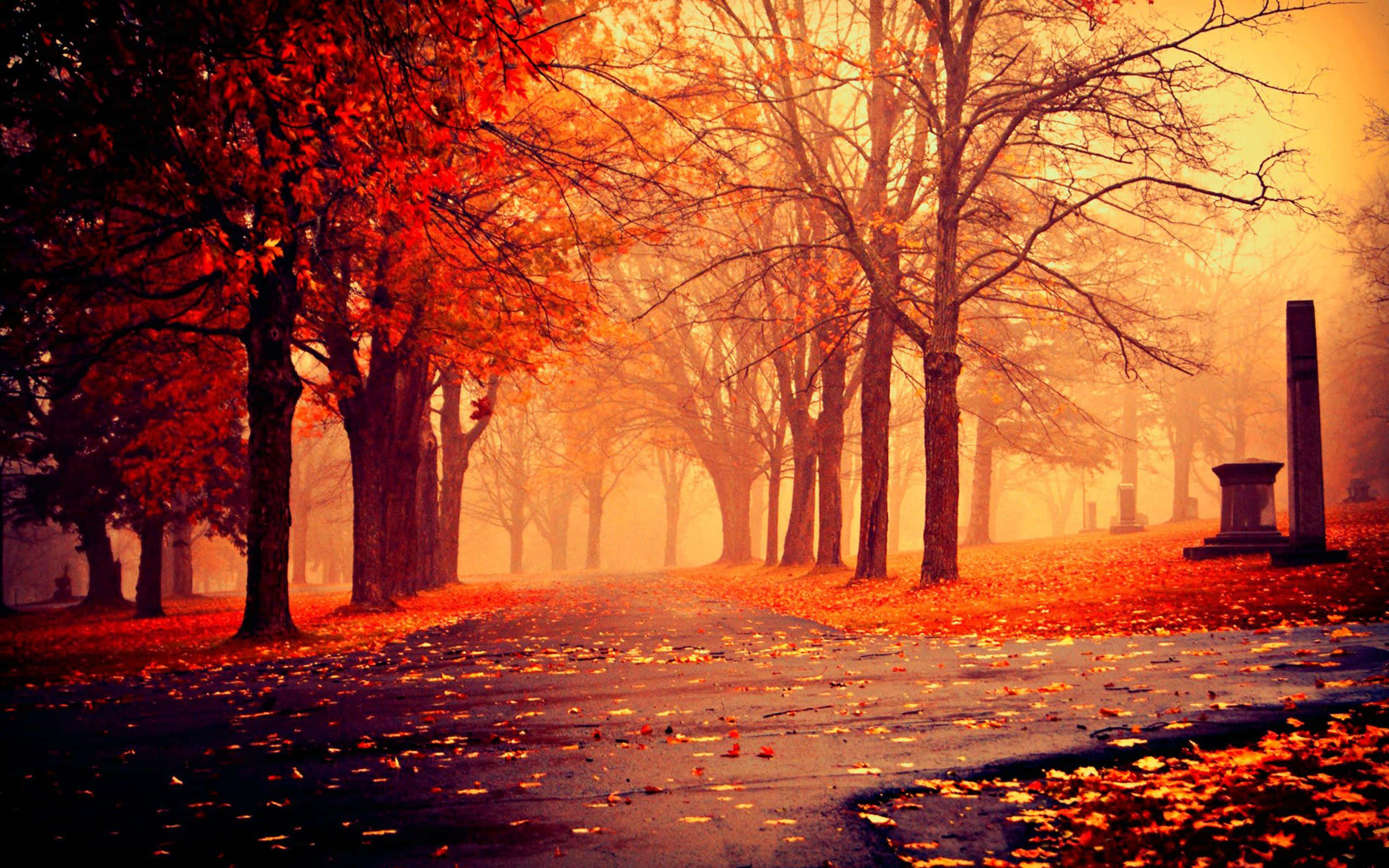 Perfect Fall, autumn path, fiery red trees, 2K Desktop Wallpaper