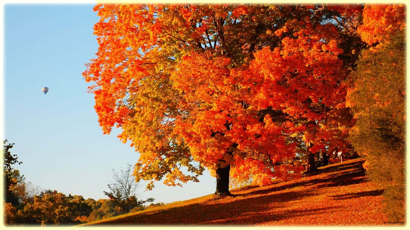 fiery orange and gold leaves, sunlit hillside, hot air balloon, HD Desktop Wallpaper