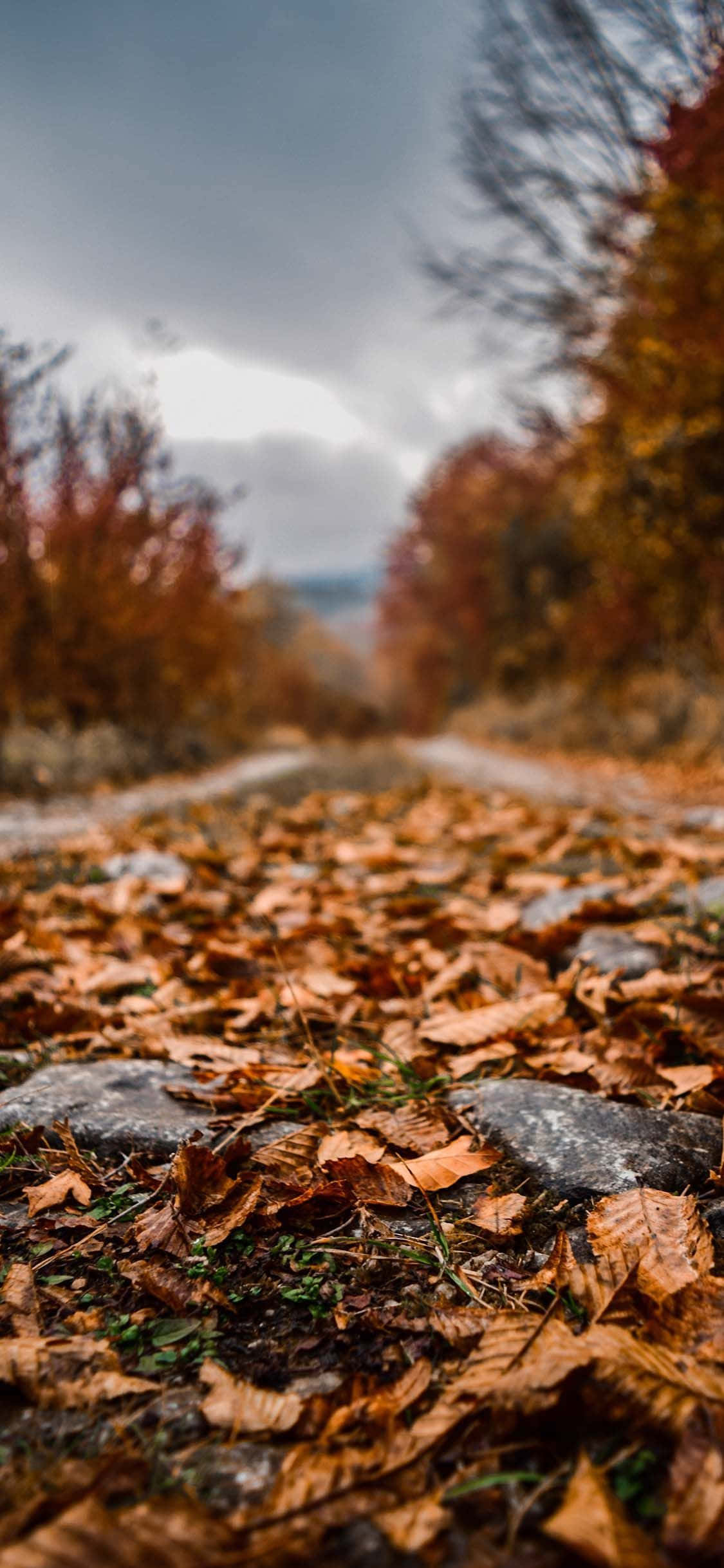 perfect fall, winding forest path, fallen autumn leaves, Full HD Phone Wallpaper