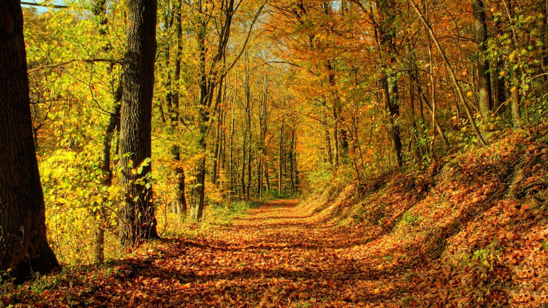 golden landscape, winding forest path, golden autumn leaves, Full HD Desktop Wallpaper