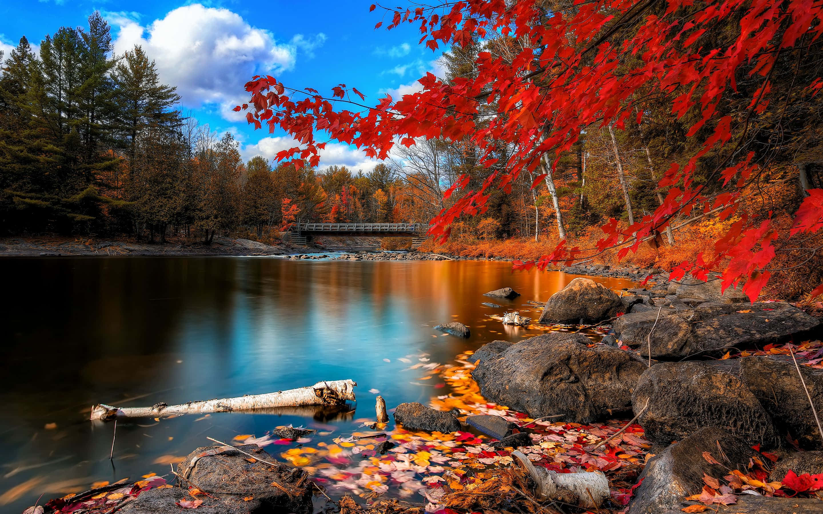Perfect Fall, red maple leaves, autumn lake, 2K Desktop Wallpaper